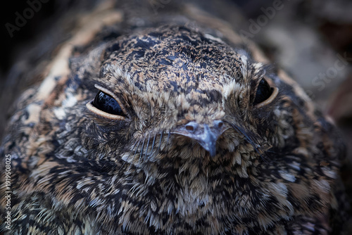 Standard-winged nightjar (Caprimulgus longipennis)