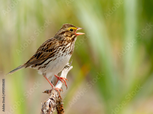 A savannah sparrow singing on its branch at the edge of a salt marsh in Gaspésie, Quebec