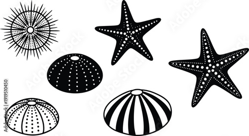 Flat design nautical shell composition with starfish and sea urchin shapes top down view black and white vector art minimal