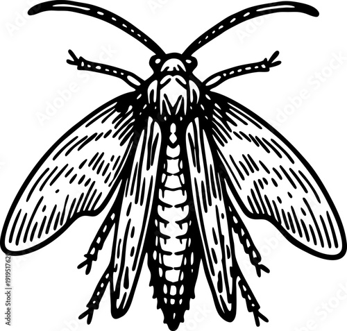 Detailed line drawing of a moth insect with spread wings and segmented antennae
