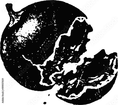 Pomegranate fruit with opened section showing seeds in vintage black ink illustration