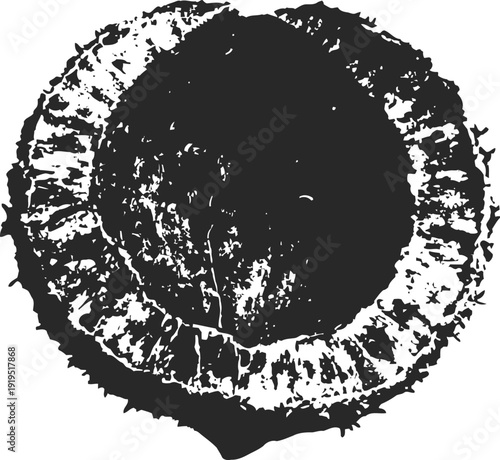 top view illustration of a cracked nutshell with inner and outer textures visible