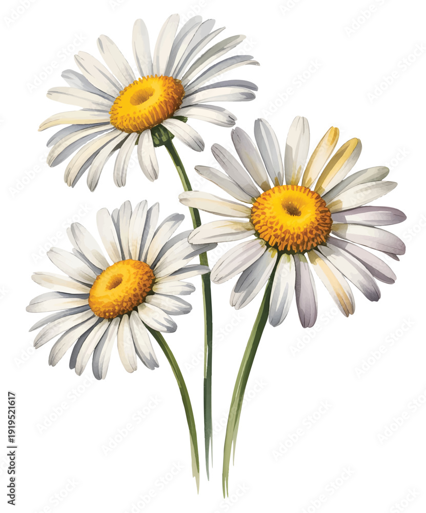 Fototapeta premium Natural meadow daisy bloom illustrated in delicate watercolor style with realistic petal texture.