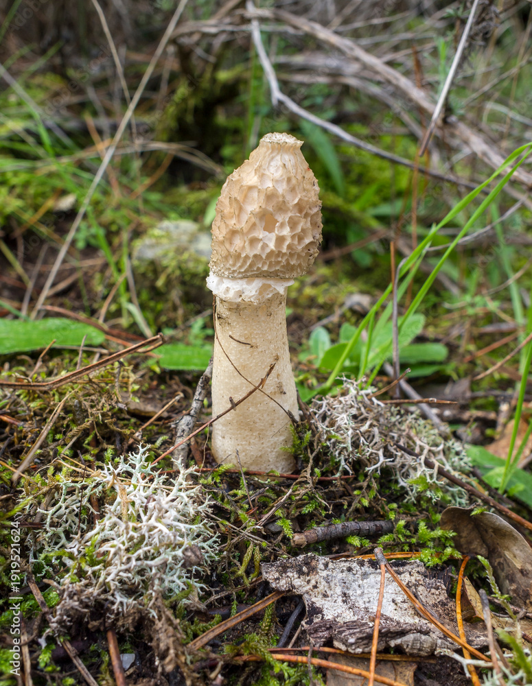 Φωτογραφία Seta: falo hediondo o Phallus impudicus