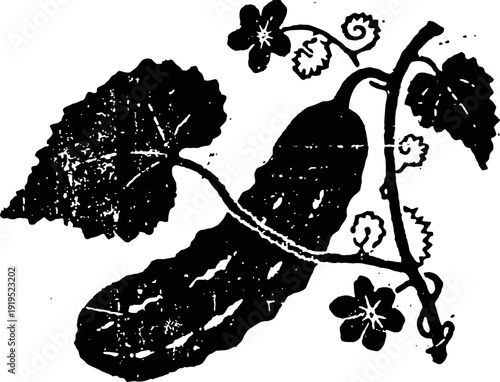 Vintage illustration of cucumber vine with leaves and flowers, botanical garden plant artwork