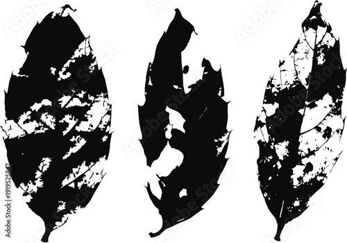 silhouettes of decayed leaves with intricate holes and worn edges isolated on white background