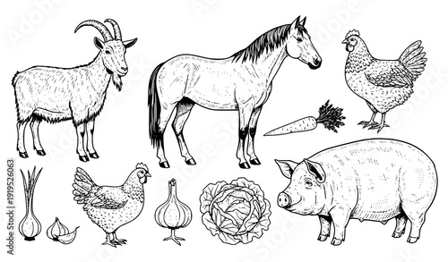 Vintage doodle farm livestock and vegetable sketch vector collection with goat horse pig chicken and fresh produce