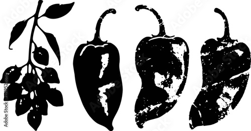 Illustration of chili peppers and branch with leaves in black and white vintage