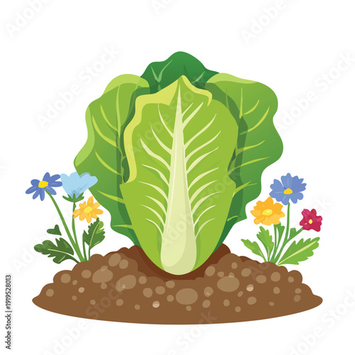 Fresh green lettuce planted in garden soil with colorful flowers