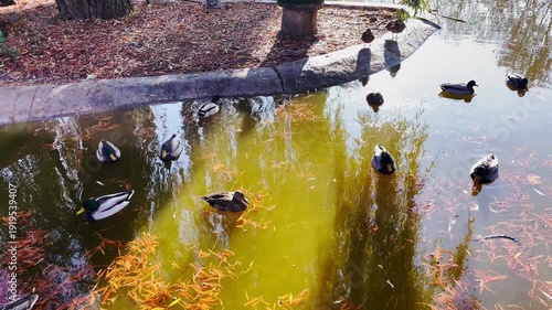 Ducks, swimming and floating on water surface with autumn leaves, reflection and nature in park. Wildlife, birds and serene environment for relaxation.
