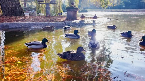 Ducks, swimming and floating on water with autumn leaves, reflections and nature in park. Birds, wildlife and serene environment for relaxation and tranquility.