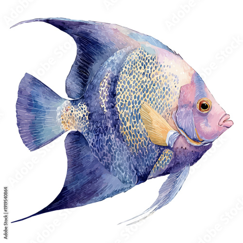 Angelfish watercolor vector, hand-painted style, high-quality illustration isolated on white background.