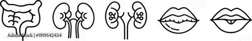 on a transparent background Collection of simple line icons illustrating human anatomy: intestines, kidneys, and mouth, symbolizing health, biology, and medical care.