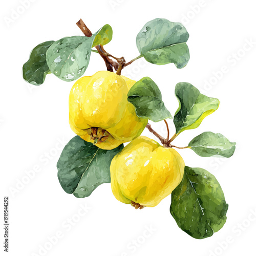 Watercolor Quince vector, artistic painting style, high-resolution illustration on a pure white background.