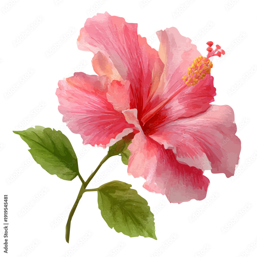 Αυτοκόλλητο Hibiscus watercolor vector, hand-painted style, high-quality illustration isolated on white background