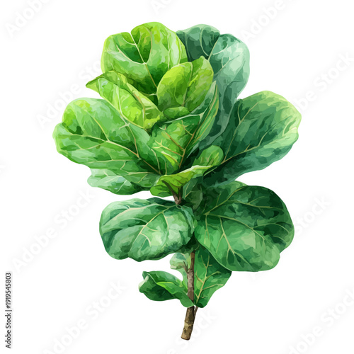 Watercolor Fiddle Leaf Fig vector, artistic painting style, high-resolution illustration on a pure white background.