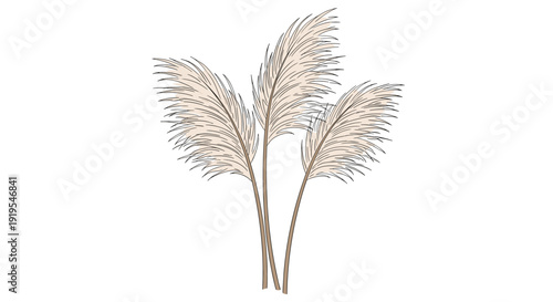 Three feathery pampas grass plumes with long slender stems are grouped together on a simple white background.