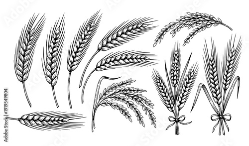 Vintage engraving wheat rye barley rice botanical elements for craft beer and organic food labels vector