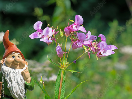 Blühendes Drüsiges Springkraut,Impatiens glandulifera