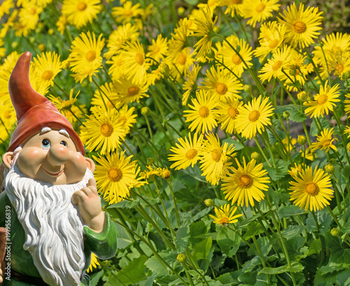 Blühender  Gämswurz, Doronicum, im Frühling