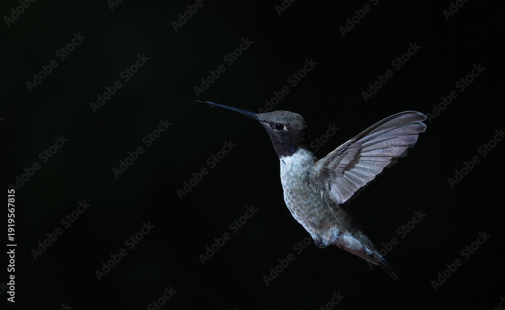 Fototapeta premium Black Chinned Hummingbird in a graceful flight moment against deep black background with ample, clean copy space