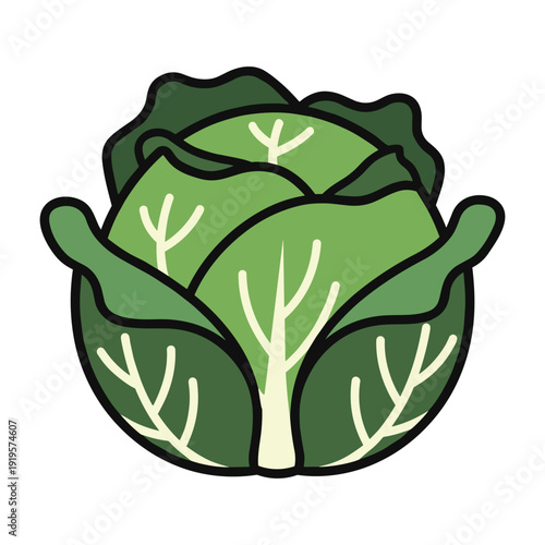 Illustrated depiction of a stylized green cabbage with detailed leaf textures