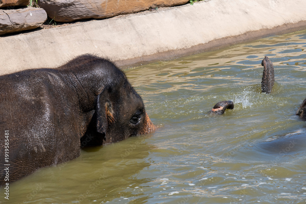 Fototapeta premium Two Asian Elephants (Elephas maximus)