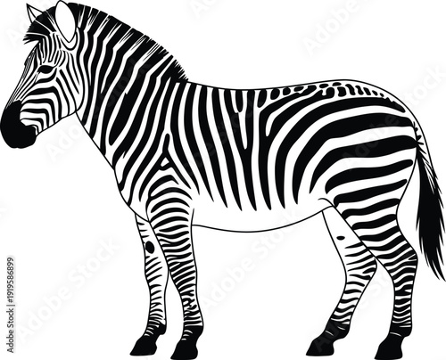 Zebra vector illustration isolated on white background, black and white wildlife animal.