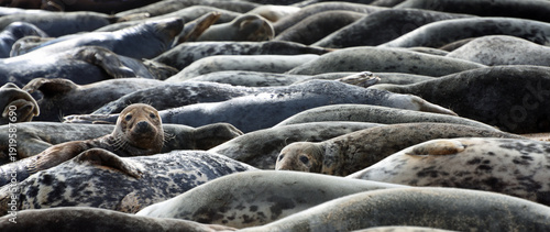 Common or Harbour and Grey Seals resting on shore close together