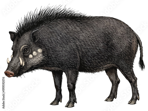 Sus celebensis illustration art