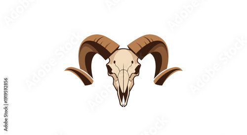 Ram Skull with Large Curved Horns, White Background, Vector Illustration