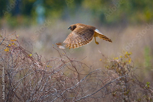 Northern Harrier