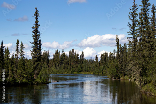 Green trees around creek in interior Alaska