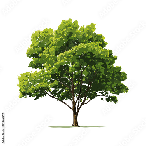 Minimal 2D flat vector of a Teak Tree, icon-style illustration on a white background