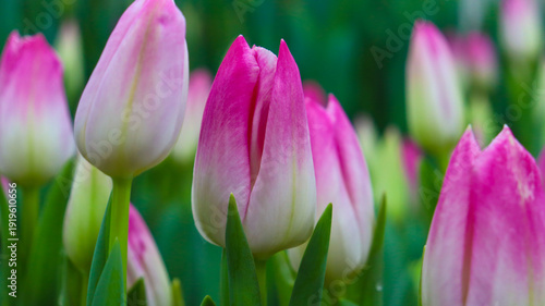 Obraz na plátně Young pink tulips in the budding stage