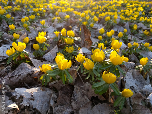 Obraz na plátne A carpet of bright yellow winter aconite flowers blooms in the sunlit forest floor