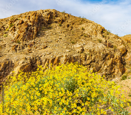 Desert Sunflowers in Bloom at Willow Beach Marina, Lake Mead National Recreation Area, Arizona, USA
