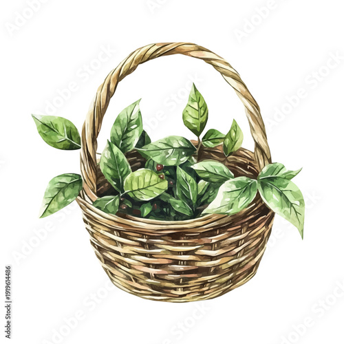 watercolor of Hackberry Basket graphic, isolated on a white background.