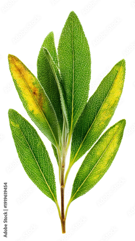 Obraz premium Fresh sage leaves on a stem with varied green and yellow tones, textured close up highlighting aromatic culinary herb details on transparent background for food and gardening use