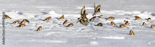 A flock of European Goldfinches (Carduelis carduelis) eating black alder (Alnus glutinosa) seeds on snow-covered ice, Central Belarus