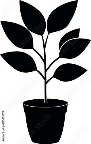 Black silhouette rubber plant with large oval leaves