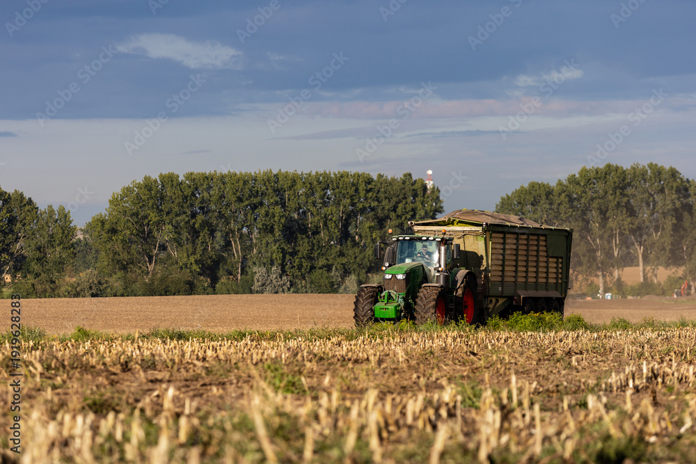 Fototapeta premium Scenic view tractor with trailer drives through harvested cornfield under bright sun, raising dust in warm light. Rural farmland extends into horizon with golden stubble and green crops