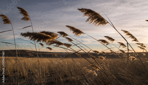 reeds on the beach