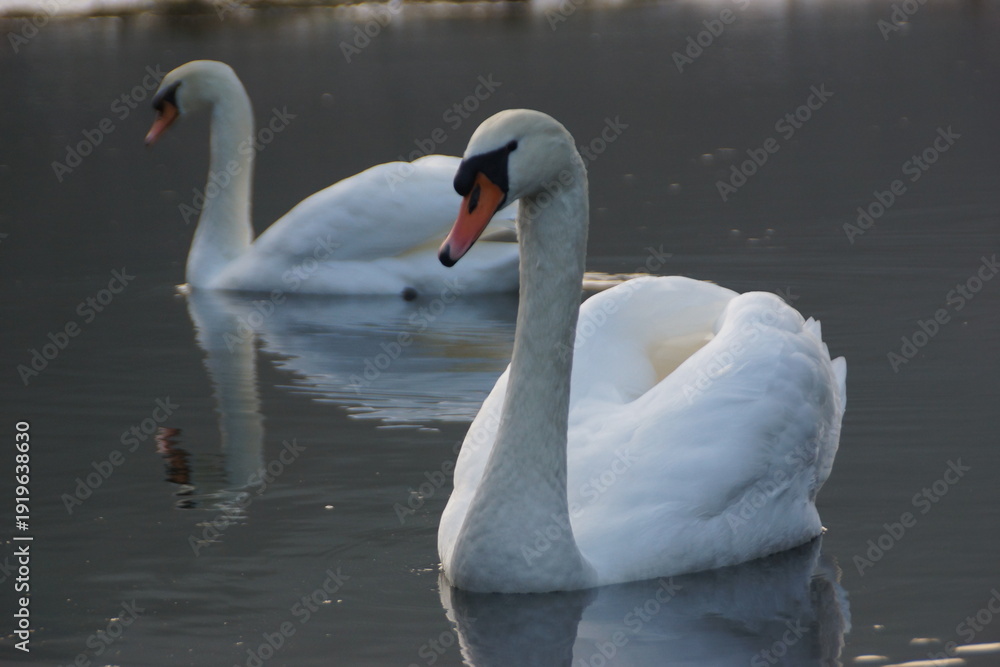 Fototapeta premium Familie Schwan und der Stausee Ittertal