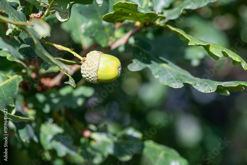 Close up of an acorn on an English oak (quercus robur) tree