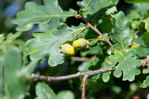 Close up of acorns on an English oak (quercus robur) tree