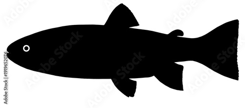 Big rainbow trout silver flet. River fish side view, illustration isolate realistic on white background.