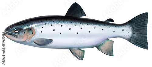 Big rainbow trout silver. River fish side view, illustration isolate realistic on white background png.