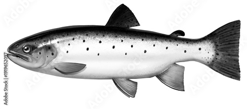 Big rainbow trout silver black and white. River fish side view, illustration isolate realistic on white background png.