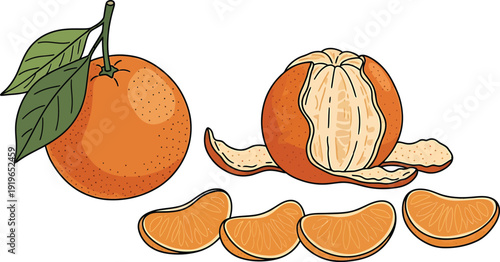 Orange fruit with leaf and peeled segments on white background illustration
